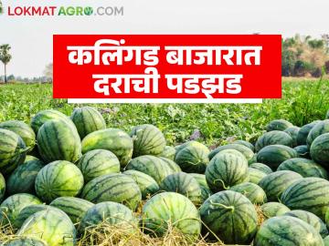 निसर्गाची अवकृपा, जागतिक घडामोडींच्या कात्रीत अडकला शेतकरी; कवडीमोल दराने होतेय कलिंगड विक्री - Marathi News | Farmers caught in the grip of nature's displeasure and global events; Watermelons are being sold at rock-bottom prices | Latest News at Lokmat.com