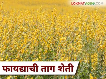 Jute Farming : बाजारात तागाला अधिक मागणी असल्याने शेतकऱ्यांना फायद्याची ठरत आहे ताग शेती - Marathi News | Jute Farming: Jute farming is proving beneficial to farmers as there is high demand for jute in the market. | Latest News at Lokmat.com