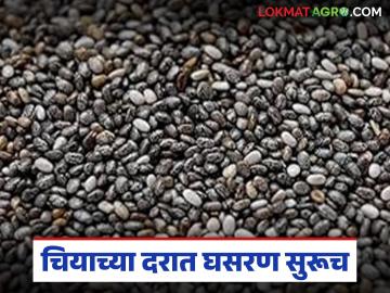 चियाच्या दरात घसरण सुरूच; गत पंधरा दिवसांत प्रतिक्विंटल साडेतेराशे रुपयांची घसरण - Marathi News | Chia prices continue to fall; Rs 13.50 per quintal has fallen in the last 15 days | Latest News at Lokmat.com