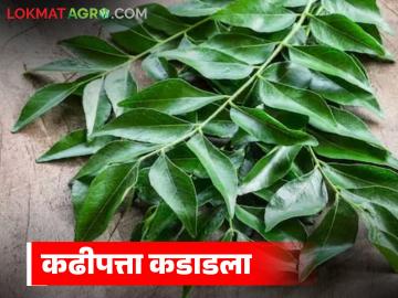 बाजार आणि भाजीतून कढीपत्ता झाला गायब; पाच काड्यांची जुडी सुद्धा खातेय भाव - Marathi News | Curry leaves have disappeared from the market and vegetables; even a bundle of five leaves is expensive | Latest News at Lokmat.com बाजार आणि भाजीतून कढीपत्ता झाला गायब; पाच काड्यांची जुडी सुद्धा खातेय भाव - Marathi News | Curry leaves have disappeared from the market and vegetables; even a bundle of five leaves is expensive | Latest News at Lokmat.com