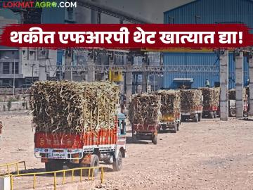 थकीत एफआरपीची रक्कम थेट शेतकऱ्यांच्या खात्यात करा : शेतकरी संघटना स्वतंत्र भारत पक्ष