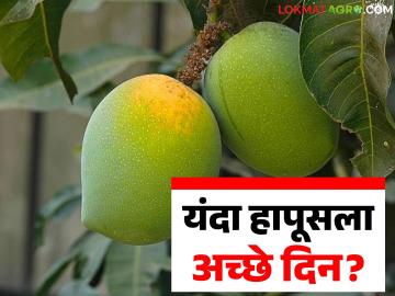 यंदाची अधिक थंडी बागांसाठी ठरतेय फायद्याची; हापूसला अच्छे दिन येण्याची शेतकऱ्यांना आशा - Marathi News | This year's extra cold weather is proving beneficial for orchards; Farmers hope for better days ahead for Hapus | Latest News at Lokmat.com