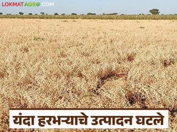 कुठे १० क्विंटल तर कुठे फक्त ३ क्विंटल उतारा! हरभरा पिकाला बसला यंदा रोगराईचा फटका - Marathi News | In some places, 10 quintals were harvested, while in others, only 3 quintals were harvested! The gram crop was hit by disease this year. | Latest News at Lokmat.com