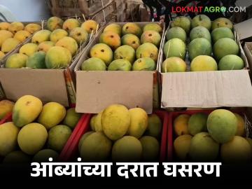 अक्षय्य तृतीयेनंतर आंब्याचे दर निम्म्याने कमी; कोकण, कर्नाटकातून येत असलेल्या आंब्याला वाचा किती मिळतोय दर - Marathi News | Mango prices cut by half after Akshaya Tritiya; Read how much price mangoes coming from Konkan and Karnataka are getting | Latest News at Lokmat.com अक्षय्य तृतीयेनंतर आंब्याचे दर निम्म्याने कमी; कोकण, कर्नाटकातून येत असलेल्या आंब्याला वाचा किती मिळतोय दर - Marathi News | Mango prices cut by half after Akshaya Tritiya; Read how much price mangoes coming from Konkan and Karnataka are getting | Latest News at Lokmat.com