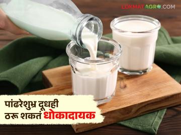 पांढरेशुभ्र दूध सुद्धा आरोग्याला ठरू शकतं धोकादायक? जाणून घ्या सविस्तर - Marathi News | Can even plain milk be dangerous to health? Find out in detail | Latest News at Lokmat.com