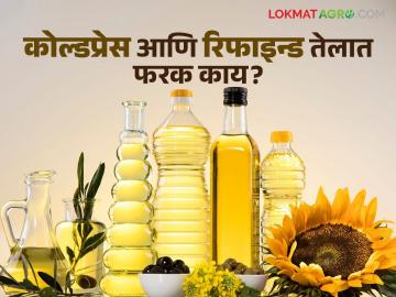 तुमच्या आरोग्यासाठी कोणते खाद्यतेल योग्य; जाणून घ्या कोल्डप्रेस आणि रिफाइन्ड तेलातील फरक - Marathi News | Which cooking oil is good for your health; Know the difference between cold pressed and refined oil | Latest News at Lokmat.com