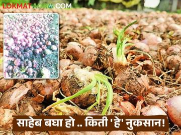 अतिवृष्टीने शेतकऱ्याचा ३५ टन कांदा नासला मात्र महसूल कर्मचाऱ्यांना पंचनाम्यासाठी वेळच मिळेना! - Marathi News | Heavy rains destroyed 35 tons of a farmer's onion, but revenue officials didn't have time to do the Panchnama! | Latest News at Lokmat.com