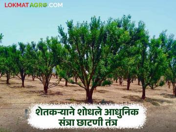 शेतकऱ्याने विकसित केले संत्रा छाटणी तंत्र; आता झाडांच्या फांद्या तुटून होणारे नुकसान टळणार - Marathi News | Farmer develops orange pruning technique; now damage caused by tree branches breaking will be avoided | Latest News at Lokmat.com