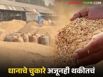 उन्हाळी हंगामातील धानाचे चुकारे अजूनही थकीतचं; शासनाने झोपेचे सोंग घेतल्याची शेतकऱ्यांची टीका - Marathi News | Summer season paddy dues still outstanding; Farmers criticize government for pretending to be asleep | Latest News at Lokmat.com