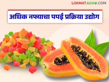 बाजार दरांपुढे पपई फळबागेतून उत्पन्न कमी मिळतंय? मग प्रक्रिया उद्योगातून मिळवा अधिक नफा - Marathi News | Is the income from papaya orchards less than the market price? Then get more profit from the processing industry | Latest News at Lokmat.com बाजार दरांपुढे पपई फळबागेतून उत्पन्न कमी मिळतंय? मग प्रक्रिया उद्योगातून मिळवा अधिक नफा - Marathi News | Is the income from papaya orchards less than the market price? Then get more profit from the processing industry | Latest News at Lokmat.com
