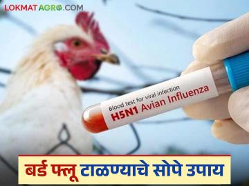 कुक्कुटपालनात कमी खर्चातील 'हे' सोपे उपाय करा आणि बर्ड फ्लू टाळा - Marathi News | Take these simple, low-cost measures in poultry farming and avoid bird flu | Latest News at Lokmat.com