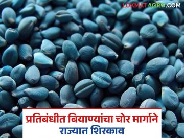 राज्यात प्रतिबंधित असलेल्या कपाशीच्या एचटीबीटी बियाण्यांचा वर्धा जिल्ह्यात शिरकाव; यंदा लागवड क्षेत्र वाढणार का? - Marathi News | HTBT cotton seeds banned in the state have entered Wardha district; Will the cultivation area increase this year? | Latest News at Lokmat.com