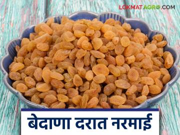 चिनी बेदाण्याचे आक्रमण होताच भारतीय बाजारात बेदाणा दर २५ टक्क्यांनी उतरले - Marathi News | Currant prices in the Indian market fell by 25 percent as Chinese currants invaded | Latest News at Lokmat.com