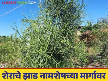 औषधी गुणधर्म असलेले शेराचे झाड नामशेष होण्याच्या मार्गावर - Marathi News | The medicinal lion tree is on the verge of extinction | Latest News at Lokmat.com