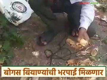 बोगस बियाण्यांमुळे नुकसानग्रस्त शेतकऱ्यांना भरपाई मिळण्याची शक्यता; कृषी विभागाकडून हालचाली सुरू - Marathi News | Farmers affected by bogus seeds likely to get compensation; Agriculture Department starts action | Latest News at Lokmat.com बोगस बियाण्यांमुळे नुकसानग्रस्त शेतकऱ्यांना भरपाई मिळण्याची शक्यता; कृषी विभागाकडून हालचाली सुरू - Marathi News | Farmers affected by bogus seeds likely to get compensation; Agriculture Department starts action | Latest News at Lokmat.com