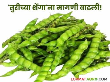 तुरी पेक्षा शेंगा खाताहेत अधिक भाव; बाजारात मागणी वाढल्याने दरात तेजी - Marathi News | Legumes are being sold at a higher price than tur; Prices have risen due to increased demand in the market | Latest News at Lokmat.com तुरी पेक्षा शेंगा खाताहेत अधिक भाव; बाजारात मागणी वाढल्याने दरात तेजी - Marathi News | Legumes are being sold at a higher price than tur; Prices have risen due to increased demand in the market | Latest News at Lokmat.com