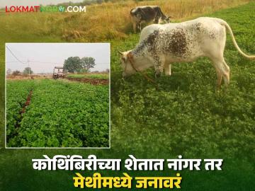 शेतकऱ्यांनी कोथिंबिरीच्या शेतात फिरवला नांगर तर मेथीमध्ये सोडली जनावरं; वाचा काय आहे कारण - Marathi News | Farmers ploughed the coriander field and left the animals in the fenugreek field; Read the reason | Latest News at Lokmat.com