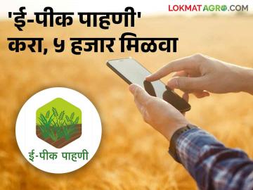 E-KYC : कापूस-सोयाबीन उत्पादक शेतकऱ्यांनो जर हवे असेल ५ हजार तर 'ई-केवायसी' पूर्ण करा - Marathi News | E-KYC : Cotton-soybean farmers if they want 5 thousand then complete 'E-KYC' | Latest News at Lokmat.com