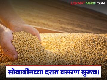 साडेआठ हजारांहून वर गेलेल्या सोयाबीनच्या दरात मोठी घसरण; शेतकऱ्यांमध्ये निराशेचे वातावरण - Marathi News | Soybean prices, which have gone above 8,500, have fallen sharply; There is an atmosphere of disappointment among farmers | Latest News at Lokmat.com साडेआठ हजारांहून वर गेलेल्या सोयाबीनच्या दरात मोठी घसरण; शेतकऱ्यांमध्ये निराशेचे वातावरण - Marathi News | Soybean prices, which have gone above 8,500, have fallen sharply; There is an atmosphere of disappointment among farmers | Latest News at Lokmat.com