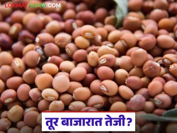 राज्याच्या तूर बाजारात दिसतेय का तेजी? वाचा आजचे तूर बाजारभाव - Marathi News | Is there a rise in the state's tur market? Read today's tur market price | Latest News at Lokmat.com