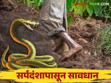 Snake Bite : रब्बीच्या पिकांना रात्री पाणी भरत आहात का? तर 'अशी' काळजी घ्या; सर्पदंशाची शक्यता नाकारता येत नाही - Marathi News | Snake Bite : Watering Rabi crops at night? So take care 'like this'; The possibility of snakebite cannot be ruled out | Latest News at Lokmat.com