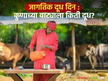 उत्पादनाच्या तुलनेत राज्यातील प्रत्येकाच्या वाट्याला 'किती' येते दूध! वाचा काय सांगतो एनडीडीबीचा अहवाल - Marathi News | How much milk does each person in the state get compared to production? Read what the NDDB report says | Latest News at Lokmat.com