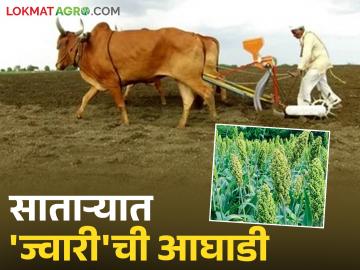 साताऱ्यात होणार २ लाख हेक्टरवर रब्बीची पेरणी; ज्वारीचे क्षेत्र सर्वाधिक - Marathi News | Rabi sowing to be done on 2 lakh hectares in Satara; Jowar area to be the highest | Latest News at Lokmat.com