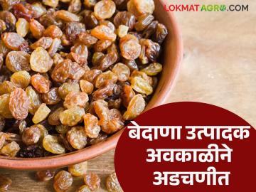 बेदाणा उत्पादक अवकाळीने अडचणीत; पावसामुळे सुकलेला बेदाणा पुन्हा भिजला - Marathi News | Currant growers in trouble due to unseasonal weather; Currants that had dried up due to rain got wet again | Latest News at Lokmat.com