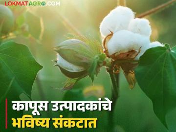 'सीसीआय'कडे साठवण्यासाठी पुरेशी व्यवस्था नसल्याने खरेदी बंद; कापूस उत्पादकांचे भविष्य संकटात - Marathi News | Procurement stopped as CCI does not have adequate storage facilities; Future of cotton growers in danger | Latest News at Lokmat.com