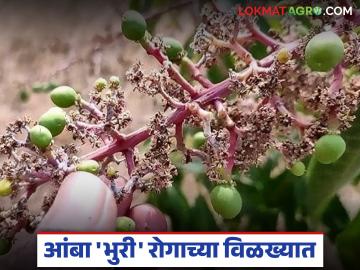 लहरी हवामानामुळे आंबा 'भुरी' रोगाच्या विळख्यात; आंबा उत्पादक शेतकरी हवालदिल - Marathi News | Mangoes are suffering from 'brown' disease due to erratic weather; Mango farmers are worried | Latest News at Lokmat.com लहरी हवामानामुळे आंबा 'भुरी' रोगाच्या विळख्यात; आंबा उत्पादक शेतकरी हवालदिल - Marathi News | Mangoes are suffering from 'brown' disease due to erratic weather; Mango farmers are worried | Latest News at Lokmat.com