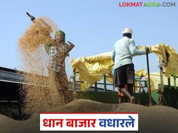 शेतकऱ्यांकडील धान संपला अन् आता मागणीसह दरही वधारले - Marathi News | Farmers have run out of paddy and now prices have increased along with demand. | Latest News at Lokmat.com