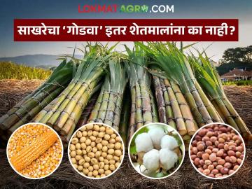 साखरेच्या दरवाढीसाठी राज्य सरकारची केंद्राकडे गळ; कापूस, साेयाबीनसह इतर पिकांचे दर मात्र एमएसपीच्या खाली - Marathi News | State government appeals to Centre for sugar price hike; Prices of cotton, soybean and other crops below MSP | Latest News at Lokmat.com