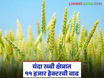 सिंचन सुविधांसह मुबलक जलसाठ्याचा परिणामः यंदा रब्बी पिकांच्या सरासरी क्षेत्राच्या तुलनेत ११ हजार हेक्टरची वाढ - Marathi News | Result of abundant water resources along with irrigation facilities: 11 thousand hectares increase compared to the average area of Rabi crops this year | Latest News at Lokmat.com सिंचन सुविधांसह मुबलक जलसाठ्याचा परिणामः यंदा रब्बी पिकांच्या सरासरी क्षेत्राच्या तुलनेत ११ हजार हेक्टरची वाढ - Marathi News | Result of abundant water resources along with irrigation facilities: 11 thousand hectares increase compared to the average area of Rabi crops this year | Latest News at Lokmat.com
