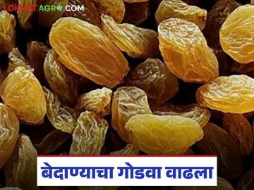 बेदाणा खातोय भाव; सोलापूर बाजार समिती एकाच दिवसांत २३५ टन बेदाण्याची विक्री - Marathi News | Currant prices are rising; Solapur Market Committee sells 235 tons of currants in a single day | Latest News at Lokmat.com