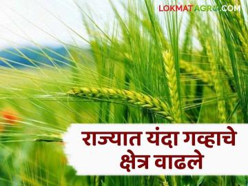 Wheat Farming : उशिराने पोषक हवामान तयार झाल्याने पुन्हा एकदा गव्हाच्या पेरण्यांना चांगलाच वेग; यंदा गव्हाचे १५ टक्के क्षेत्र वाढणार - Marathi News | Wheat Farming: Wheat sowings are once again at a good pace due to late favorable weather conditions; This year wheat area will increase by 15 percent | Latest News at Lokmat.com