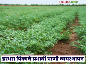 हरभरा पिकासाठी कोणत्या सिंचन पद्धतीने कधी व किती पाणी द्यावे? जाणून घ्या सविस्तर - Marathi News | Which irrigation method should be used for gram crop, when and how much water should be given? Know in detail | Latest News at Lokmat.com हरभरा पिकासाठी कोणत्या सिंचन पद्धतीने कधी व किती पाणी द्यावे? जाणून घ्या सविस्तर - Marathi News | Which irrigation method should be used for gram crop, when and how much water should be given? Know in detail | Latest News at Lokmat.com