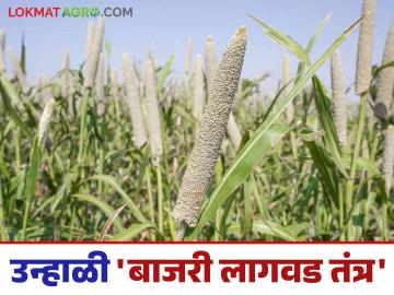 Bajari Crop Management : यंदा उन्हाळ बाजरीचे अधिक उत्पादन हवे आहे का? मग हे लागवड तंत्र तुमच्यासाठी - Marathi News | Bajari Crop Management: Do you want more summer millet production this year? Then this cultivation technique is for you | Latest News at Lokmat.com