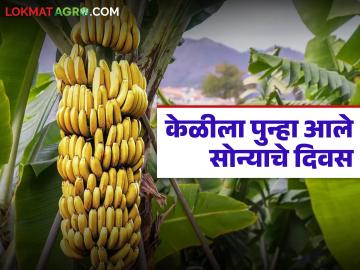 निर्यात पुन्हा सुरू झाल्याचा परिणाम, केळी बाजार दरात उसळी; उत्पादकांना दिलासा