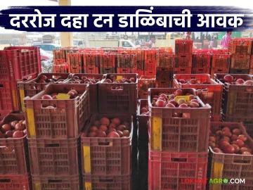 राज्याच्या 'या' बाजारात दररोज दहा टन डाळिंबाची होतेय आवक; वाचा काय मिळतोय दर - Marathi News | Ten tonnes of pomegranates are arriving daily in this market of the state; Read what is the price being offered | Latest News at Lokmat.com