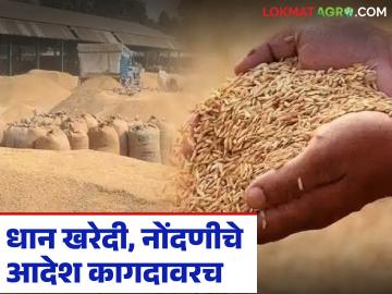 नोव्हेंबर अर्ध्यात येऊनही धान खरेदीचा मुहूर्त लागेना; खासगीत ५६९ रुपयांचे प्रति क्विंटल नुकसान - Marathi News | Even though November is halfway through, there is no time to buy paddy; Private sector suffers loss of Rs 569 per quintal | Latest News at Lokmat.com