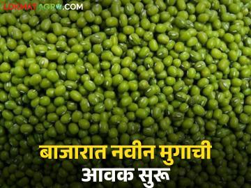 बाजारात नवीन मुगाची आवक सुरू; दुसरीकडे मात्र हरभरा, तूर, सोयाबीनचे दर मंदावले - Marathi News | New arrivals of mung beans have started in the market; on the other hand, prices of gram, tur, and soybeans have slowed down. | Latest News at Lokmat.com