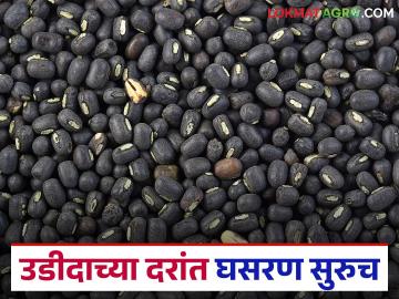 दर्जा समाधानकारक नसल्याचे सांगत व्यापाऱ्यांकडून उडीदाच्या दरांत घसरण सुरूच; शेतकऱ्यांच्या आर्थिक अडचणीत वाढ - Marathi News | Traders continue to reduce prices of urad, citing unsatisfactory quality; increasing financial difficulties for farmers | Latest News at Lokmat.com