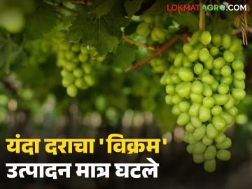 यंदा द्राक्षाचे दर दुप्पट मात्र उत्पादन आले निम्म्यावर; हवामानामुळे बागायतदार शेतकरी संकटात - Marathi News | Grape prices doubled this year but production halved; Orchard farmers in crisis due to weather | Latest News at Lokmat.com