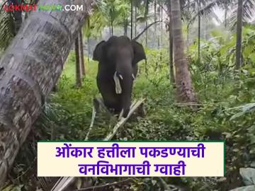 अखेर ओंकार हत्तीला ३१ डिसेंबरपर्यंत पकडण्याची वनविभागाची ग्वाही; आश्वासनानंतर शेतकऱ्यांचे आंदोलन स्थगित - Marathi News | Finally, the forest department assures that Omkar the elephant will be captured by December 31; Farmers' protest postponed after the assurance | Latest News at Lokmat.com