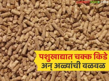 मुक्या जनावरांच्या खाद्यात आढळले किडे, अळ्या; कंपनीकडून मात्र उडवाउडवीचे उत्तरे - Marathi News | Worms, larvae found in dumb animal feed; but the company gives vague answers | Latest agri-business News at Lokmat.com