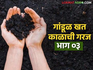 गांडूळ खत निर्मितीसाठी शेतकऱ्यांच्या फायद्याची सोपी पद्धत कोणती? वाचा सविस्तर - Marathi News | What is the simple method for producing vermicompost for the benefit of farmers? Read in detail | Latest News at Lokmat.com गांडूळ खत निर्मितीसाठी शेतकऱ्यांच्या फायद्याची सोपी पद्धत कोणती? वाचा सविस्तर - Marathi News | What is the simple method for producing vermicompost for the benefit of farmers? Read in detail | Latest News at Lokmat.com