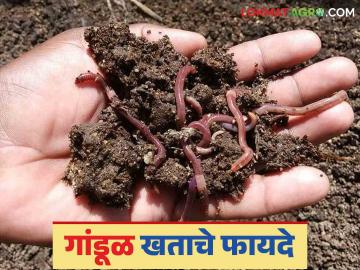 Gandul Khat : गांडूळ खत देईल साथ; उत्पादनात करा वाढ सोबत मातीचा होईल विकास - Marathi News | Gandul Khat: Vermicompost will help; Increase production and soil development | Latest News at Lokmat.com
