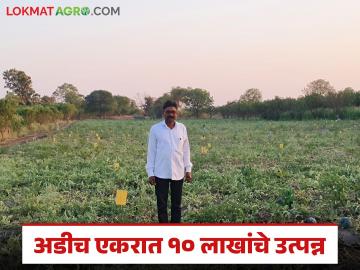 अडीच एकर टरबूज लागवडीतून संजय मानकरांनी घेतले तब्बल १० लाखांचे उत्पन्न - Marathi News | Sanjay Mankar earned a whopping Rs 10 lakh from cultivating 2.5 acres of watermelon | Latest News at Lokmat.com