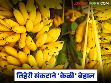 उन्हाचा चटका, रात्रीचा गारवा अन् युद्धाचा वणवा; तिहेरी संकटाने केळी बेहाल - Marathi News | The scorching sun, the cold of the night, and the flames of war; Bananas are suffering from a triple crisis | Latest News at Lokmat.com