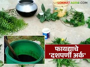 शेतकऱ्यांचा नैसर्गिक कीटकनाशक मित्र दशपर्णी अर्क; कमी खर्चात जास्त उत्पादनाचा विश्वासू मार्ग - Marathi News | Farmers' natural pesticide friend Dashaparni extract; A reliable way to increase production at low cost | Latest News at Lokmat.com